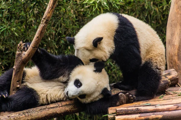 Dos Pandas Gigantes Ailuropoda Melanoleuca Jugando Juntos Base Investigación Cría —  Fotos de Stock