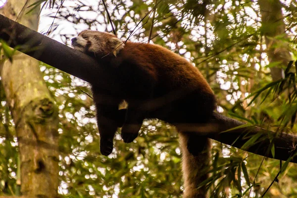 Panda Rojo Durmiente Ailurus Fulgens Base Investigación Cría Pandas Gigantes — Foto de Stock