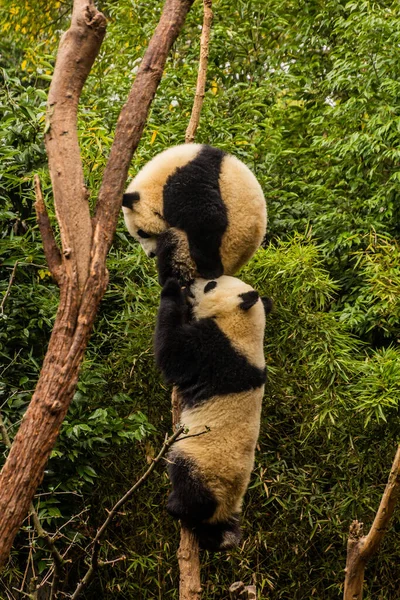 成都パンダ繁殖研究基地で2頭のジャイアントパンダ Ailuropoda Melanoleuca が木に登っています — ストック写真