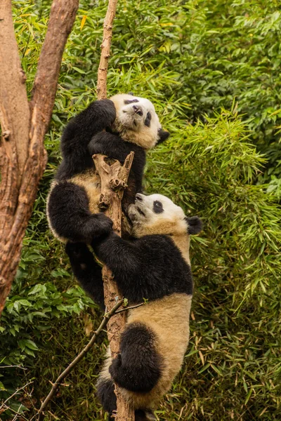位于中国成都的大熊猫繁育研究基地 两只大熊猫正在爬上一棵树 — 图库照片