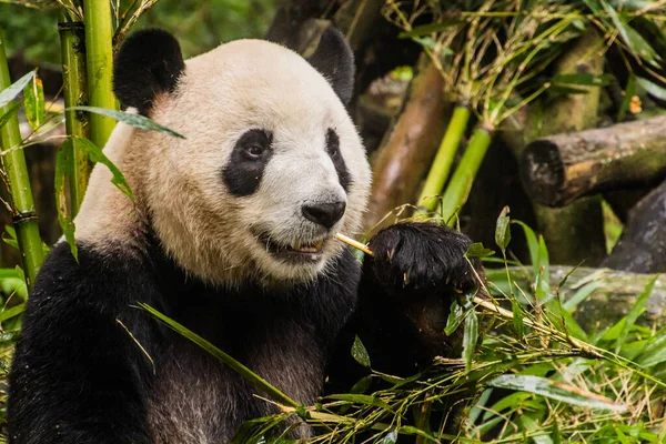 Giant Panda Ailuropoda Melanoleuca Eating Bamboo Giant Panda Breeding Research — Stock Photo, Image