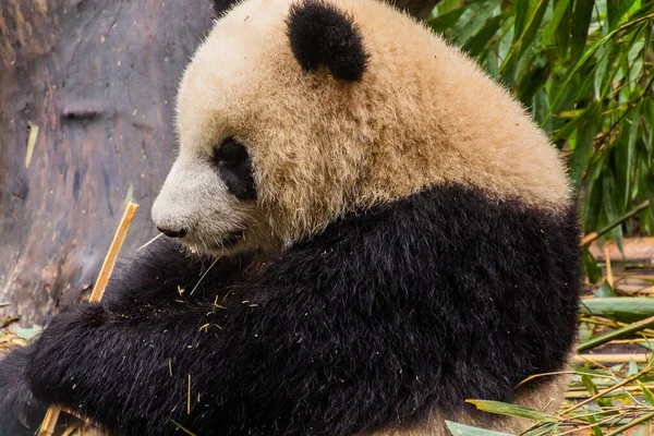 Giant Panda Ailuropoda Melanoleuca Feeding Bamboo Giant Panda Breeding Research — Stock Photo, Image