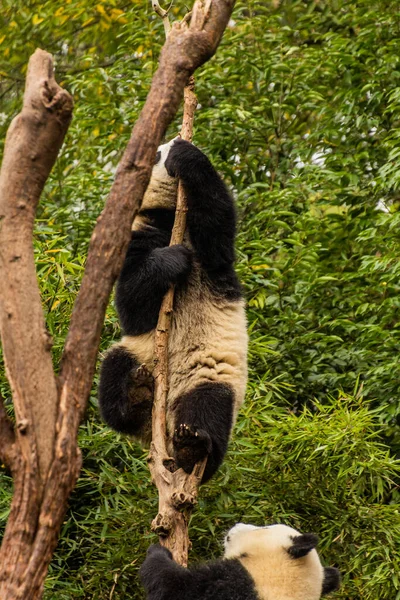 Dois Pandas Gigantes Ailuropoda Melanoleuca Tocando Juntos Base Pesquisa Criação — Fotografia de Stock