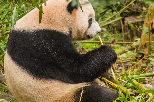 Jättepanda Ailuropoda Melanoleuca Äter Bambu Vid Giant Panda Breeding Research — Stockfoto