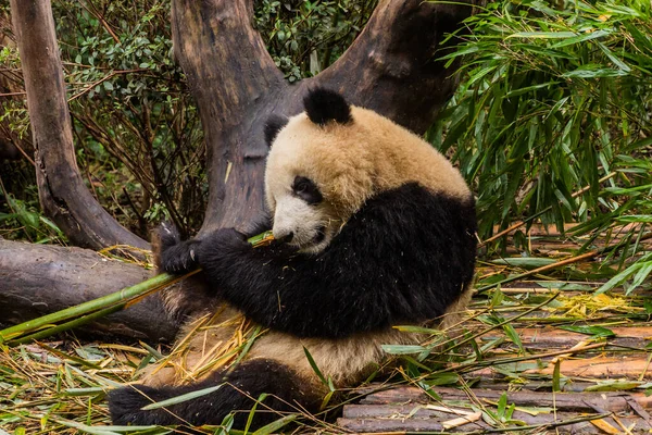 Riesenpanda Ailuropoda Melanoleuca Ernährt Sich Von Bambus Der Forschungsstation Für — Stockfoto