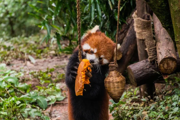 Panda Rosso Ailurus Fulgens Che Mangia Una Zucca Presso Giant — Foto Stock