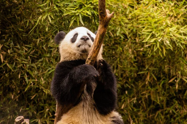 Jättepanda Ailuropoda Melanoleuca Klättrar Ett Träd Vid Giant Panda Breeding — Stockfoto