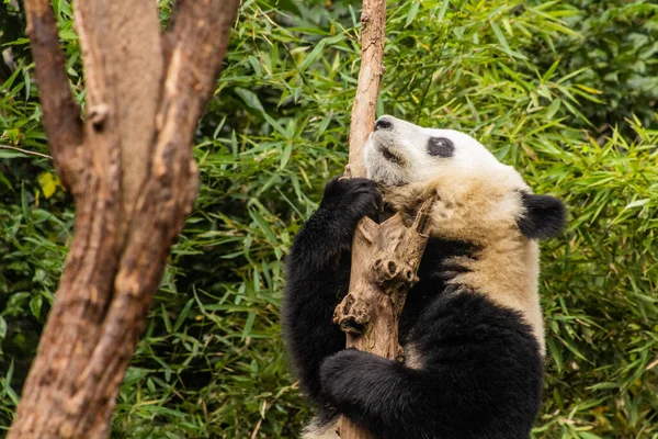 Giant Panda Ailuropoda Melanoleuca Climbing Tree Giant Panda Breeding Research — Stock Photo, Image
