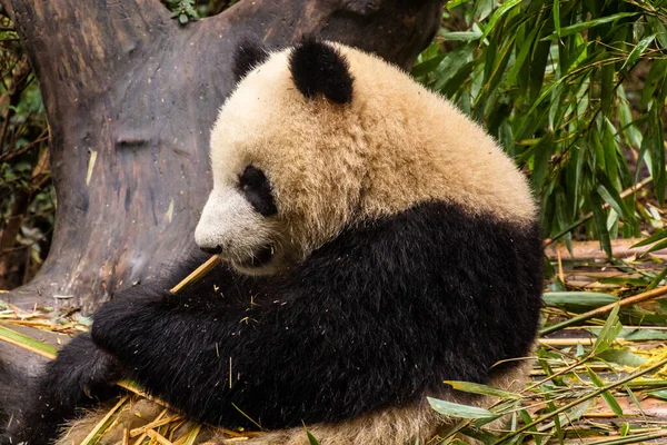 Giant Panda Ailuropoda Melanoleuca Feeding Bamboo Giant Panda Breeding Research — Stock Photo, Image
