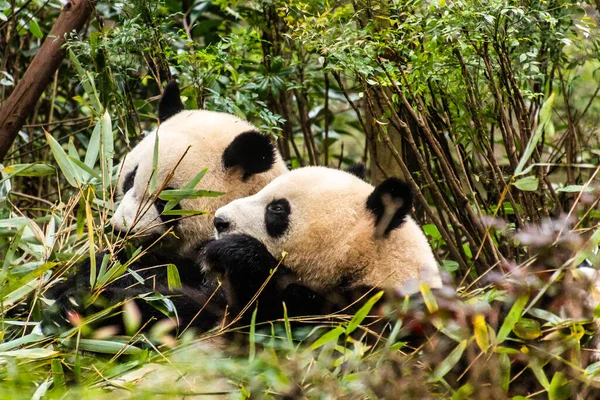 Panda Gigante Ailuropoda Melanoleuca Base Investigación Cría Panda Gigante Chengdu —  Fotos de Stock