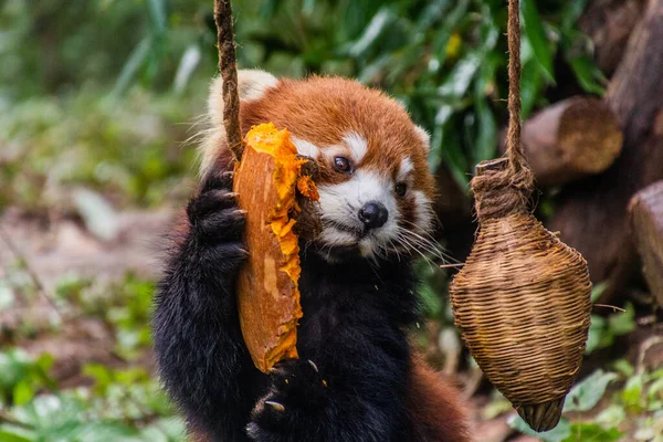 Red Panda Ailurus Fulgens Eating Pumpkin Giant Panda Breeding Research — Stock Photo, Image
