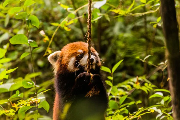 Panda Rouge Ailurus Fulgens Base Recherche Sur Élevage Panda Géant — Photo