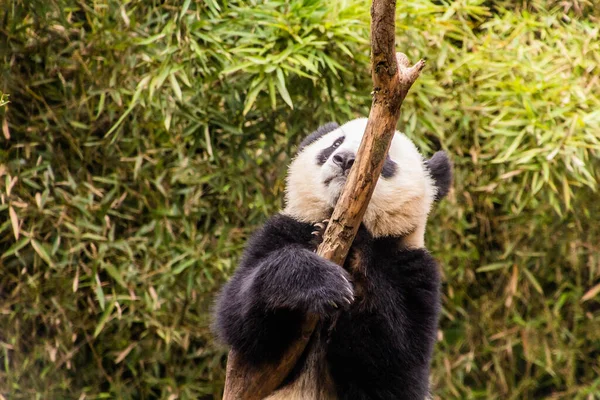 Panda Gigante Ailuropoda Melanoleuca Trepando Árbol Base Investigación Cría Panda —  Fotos de Stock