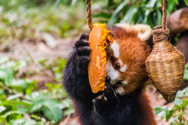 Panda Rouge Ailurus Fulgens Mangeant Une Citrouille Base Recherche Sur — Photo
