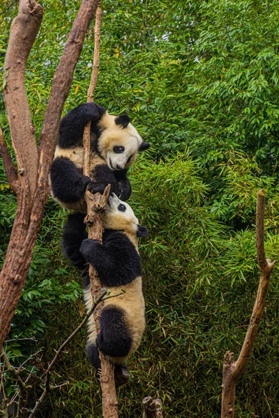 Két Óriás Panda Ailuropoda Melanoleuca Fára Mászik Kínai Chengdu Ban — Stock Fotó