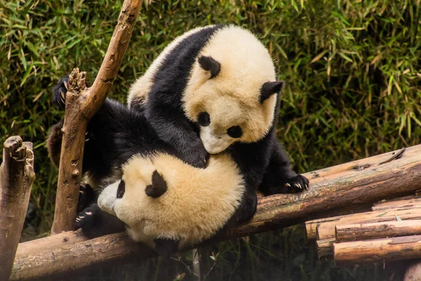 Dos Pandas Gigantes Ailuropoda Melanoleuca Jugando Juntos Base Investigación Cría — Foto de Stock