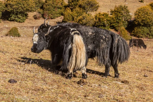 Yaks Στην Κοιλάδα Haizi Κοντά Στο Βουνό Siguniang Στην Επαρχία — Φωτογραφία Αρχείου