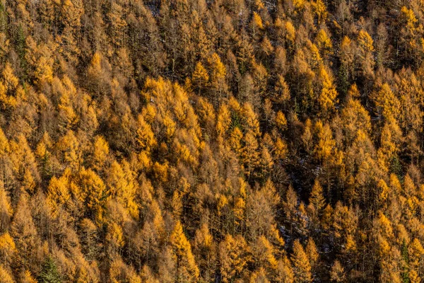 Barevné Podzimní Stromy Údolí Haizi Poblíž Hory Siguniang Provincii Sichuan — Stock fotografie