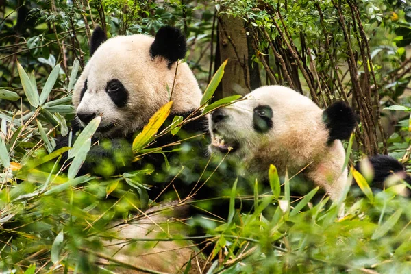 Riesenpanda Ailuropoda Melanoleuca Forschungszentrum Für Die Zucht Des Großen Pandas — Stockfoto