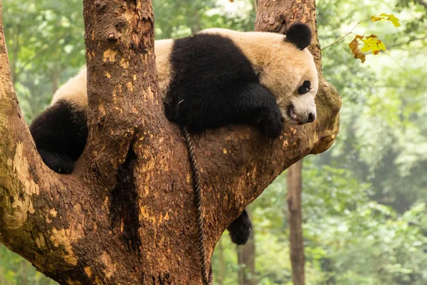 Giant Panda Ailuropoda Melanoleuca Giant Panda Chovu Výzkumné Základny Čcheng — Stock fotografie
