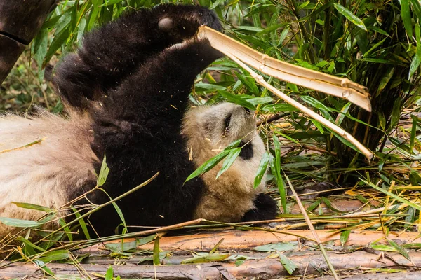 Panda Gigante Ailuropoda Melanoleuca Alimentándose Bambú Base Investigación Cría Panda —  Fotos de Stock