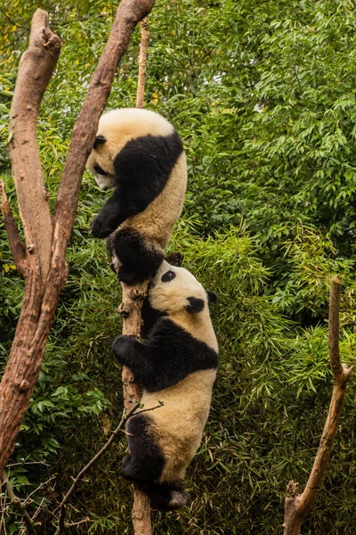 Dos Pandas Gigantes Ailuropoda Melanoleuca Trepando Árbol Base Investigación Cría — Foto de Stock