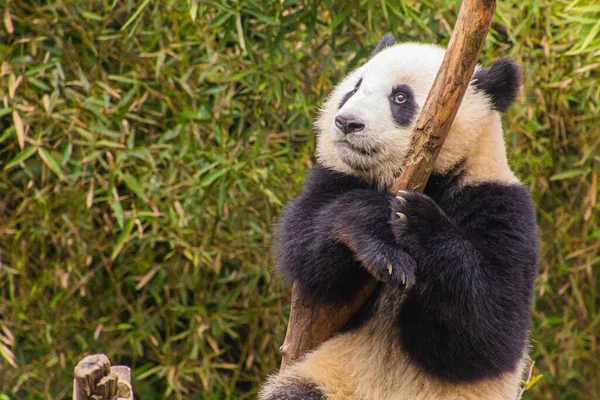 Jättepanda Ailuropoda Melanoleuca Klättrar Ett Träd Vid Giant Panda Breeding — Stockfoto
