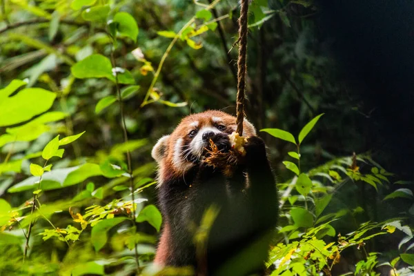 Panda Rouge Ailurus Fulgens Base Recherche Sur Élevage Panda Géant — Photo