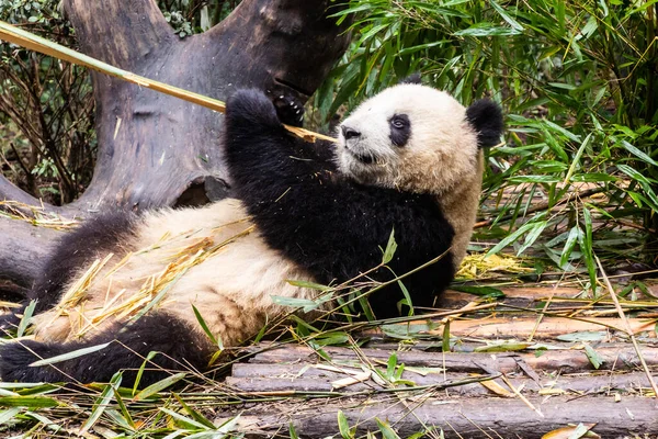 Panda Gigante Ailuropoda Melanoleuca Alimentando Bambu Base Pesquisa Criação Panda — Fotografia de Stock