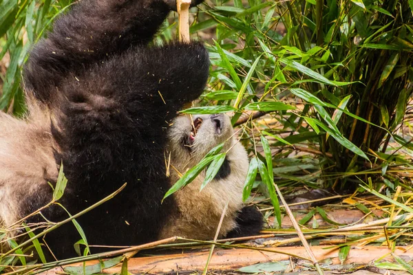 Panda Géant Ailuropoda Melanoleuca Nourrissant Bambou Base Recherche Sur Élevage — Photo