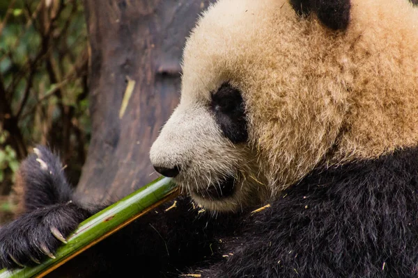 Jättepanda Ailuropoda Melanoleuca Som Livnär Sig Bambu Vid Giant Panda — Stockfoto