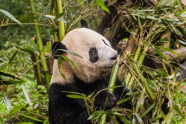 Riesenpanda Ailuropoda Melanoleuca Frisst Bambus Auf Der Forschungsbasis Für Die — Stockfoto
