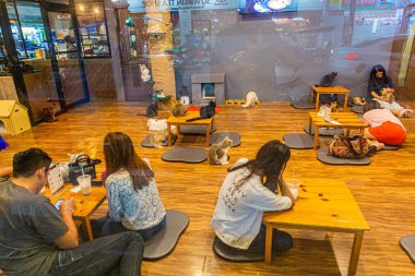 CHIANG RAI, THAILAND - 29 Kasım 2019: Chiang Rai, Tayland 'da CAT' n 'A Cup Cat Cafe