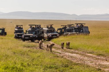 MASAI MARA, KENYA - 19 Şubat 2020: Masai Mara Ulusal Rezervi 'nde Safari araçları ve çitalar, Kenya
