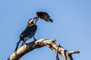 Dev Kingfisher (Megaceryle maxima) Naivasha Gölü, Kenya