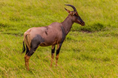 Topi (Damaliscus lunatus) Masai Mara Ulusal Rezervi, Kenya