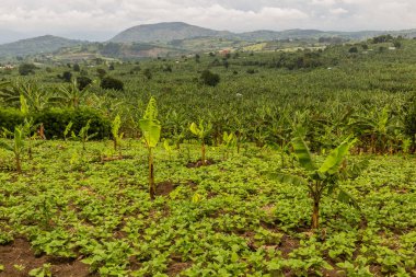 Fort Portal, Uganda yakınlarındaki krater göl bölgesinde muz çiftliği.