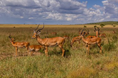 Kenya 'daki Masai Mara Ulusal Rezervi' nde Impalas (Aepyceros melampus)