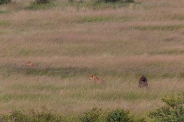 Masai Mara Ulusal Rezervi 'ndeki Aslanlar, Kenya