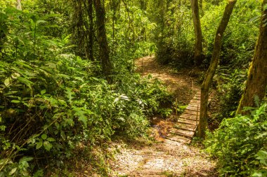 Kenya 'daki Kakamega Orman Rezervi' nde yürüyüş yolu.