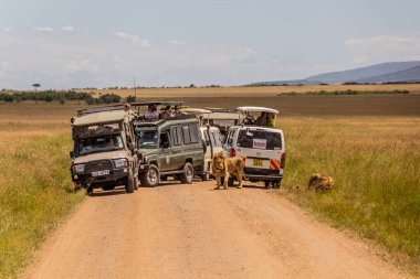 MASAI MARA, KENYA - 19 Şubat 2020: Masai Mara Ulusal Rezervi 'nde Safari araçları ve aslanları, Kenya