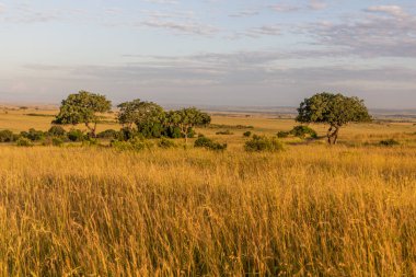 Kenya 'daki Masai Mara Ulusal Rezervi manzarası