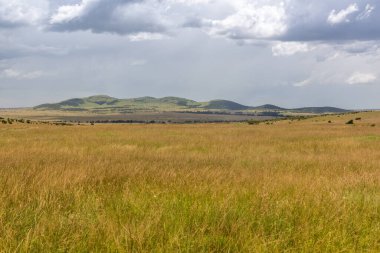 Kenya 'daki Masai Mara Ulusal Rezervi manzarası