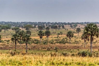 Murchison Falls Ulusal Parkı, Uganda