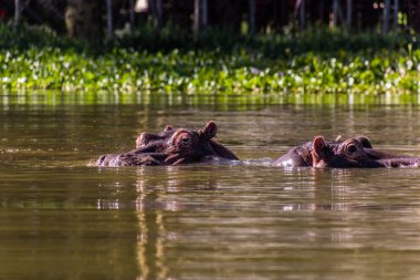 Kenya 'daki Naivasha Gölü' nde Hippopotamus (Hippopotamus amfibi)