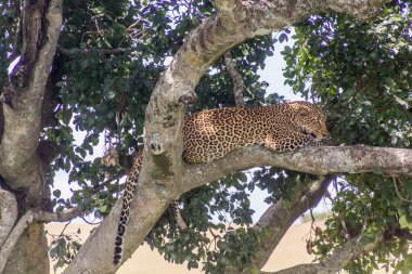 Kenya 'daki Masai Mara Ulusal Rezervi' nde bir ağaçtaki leopar.