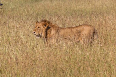 Masai Mara Ulusal Rezervi, Kenya