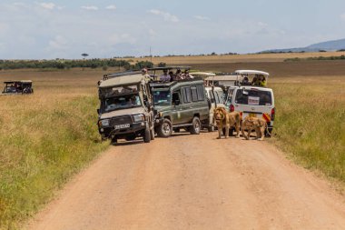 MASAI MARA, KENYA - 19 Şubat 2020: Masai Mara Ulusal Rezervi 'nde Safari araçları ve aslanları, Kenya