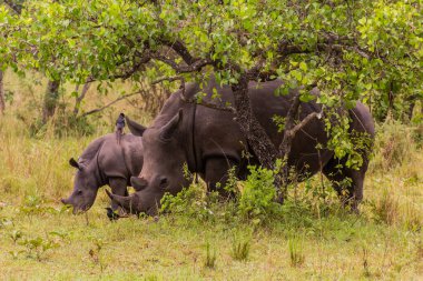 Ziwa Gergedan Sığınağı 'ndaki Güney Beyaz Gergedan (Ceratotherium simum simum), Uganda