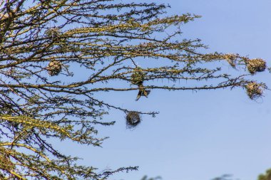 Kenya 'daki Naivasha Gölü' nde yuvaları olan Köy Dokumacıları (Ploceus cucullatus)